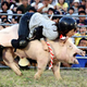 Illustration for article titled Pig Rodeo Rides Home The Bacon